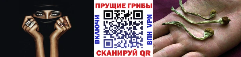 где продают   Шлиссельбург  Псилоцибиновые грибы GOLDEN TEACHER 